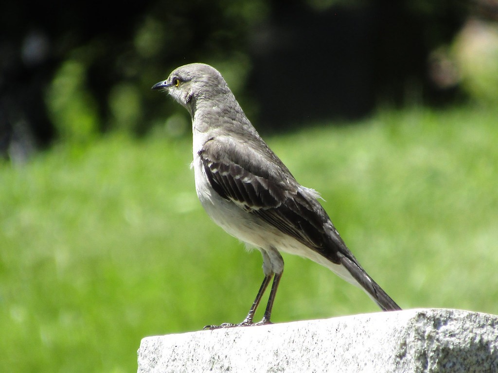 Northern Mockingbird - ML638496691