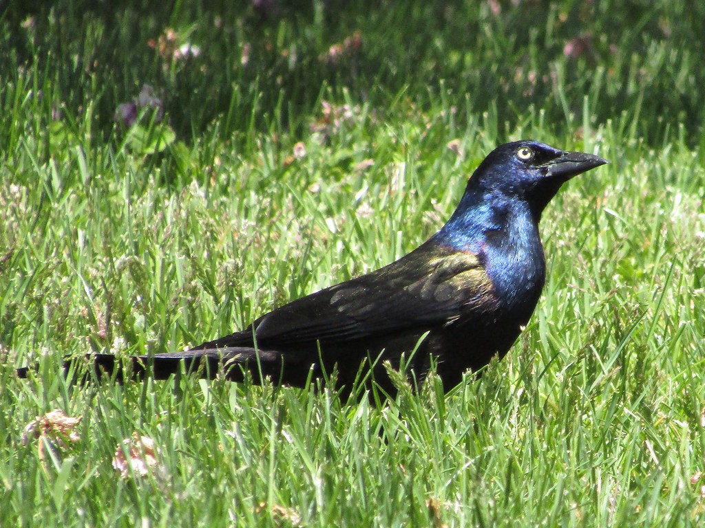 Common Grackle - ML638496703