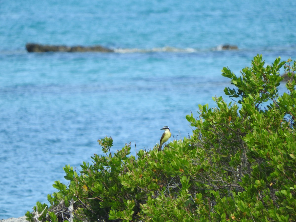Great Kiskadee - ML638496739