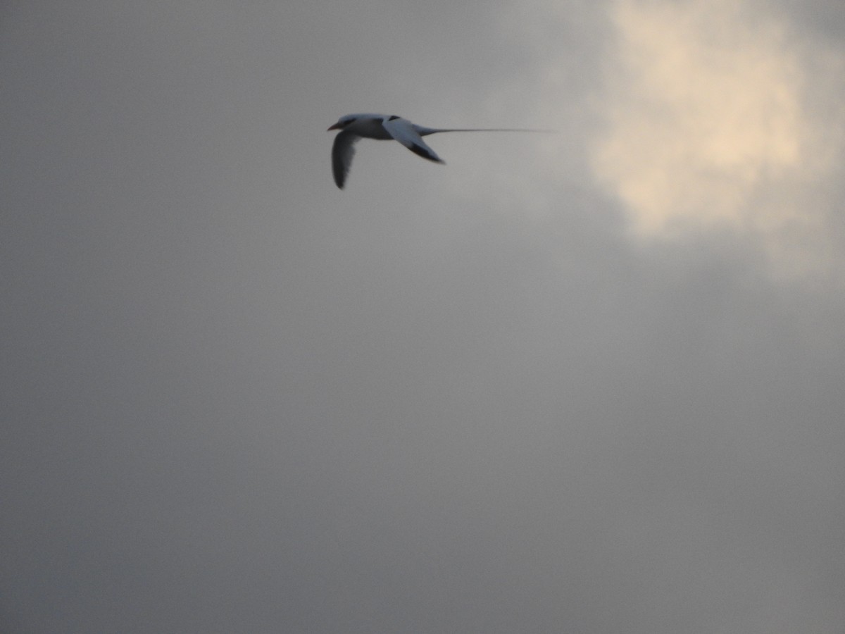 White-tailed Tropicbird - ML638496792