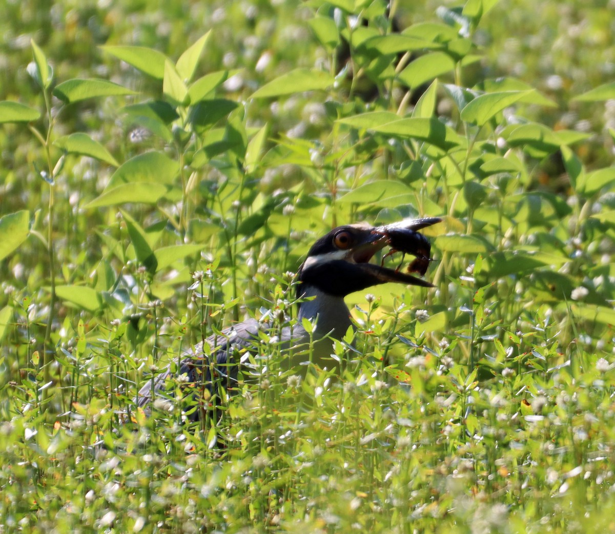 Yellow-crowned Night Heron - ML638496848