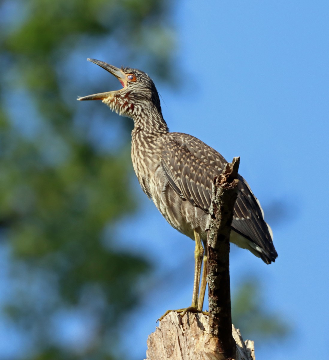 Yellow-crowned Night Heron - ML638496849