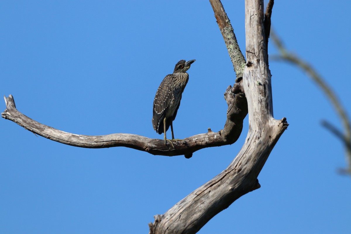 Yellow-crowned Night Heron - ML638496850