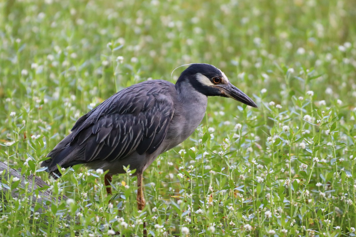 Yellow-crowned Night Heron - ML638496853
