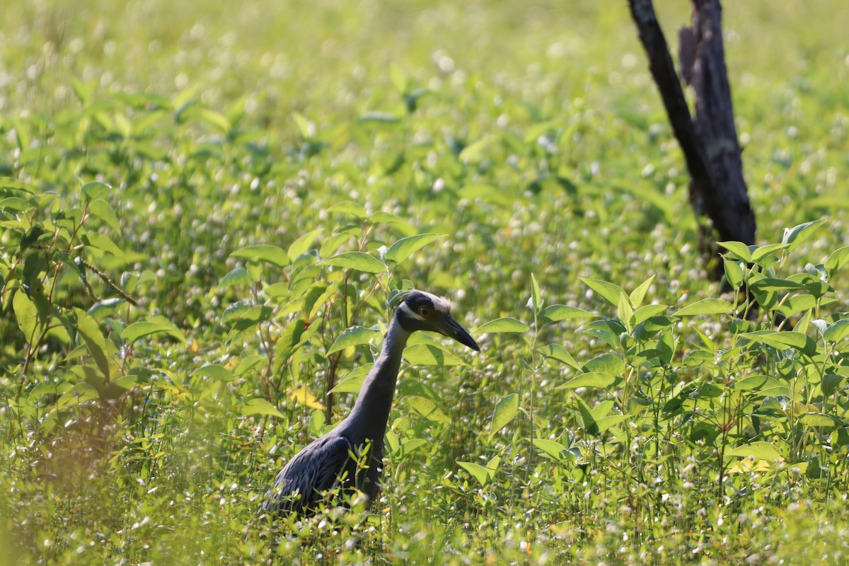 Yellow-crowned Night Heron - ML638496854