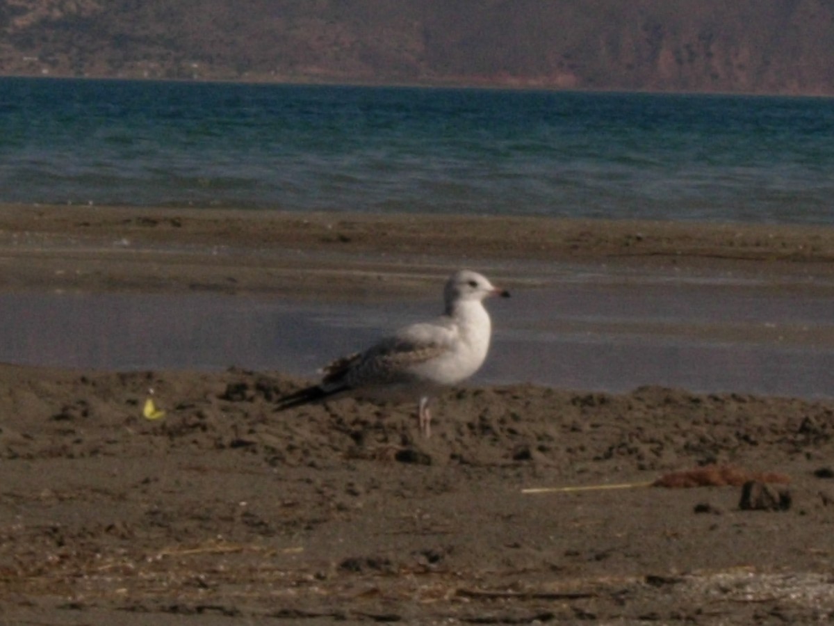 Ring-billed Gull - ML638496868