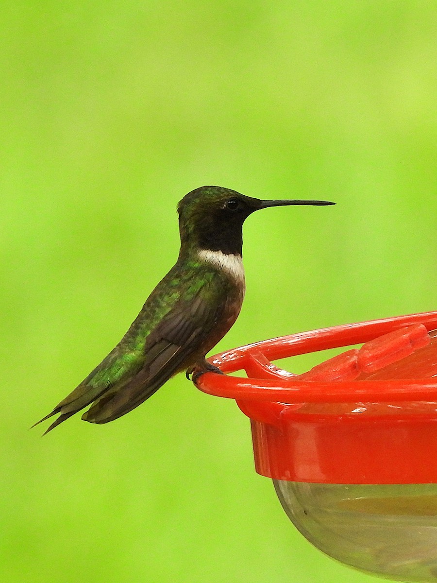 Ruby-throated x Black-chinned Hummingbird (hybrid) - ML638496882
