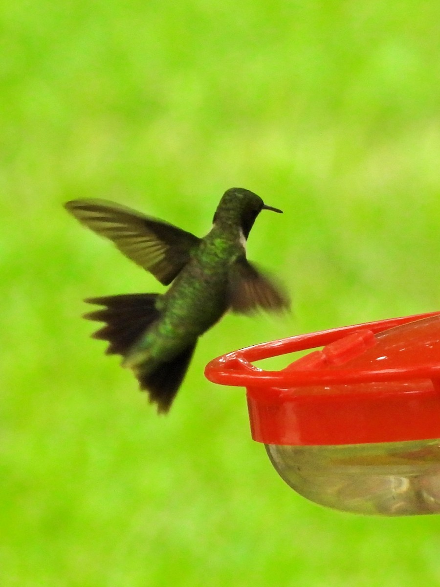 Ruby-throated x Black-chinned Hummingbird (hybrid) - ML638496883