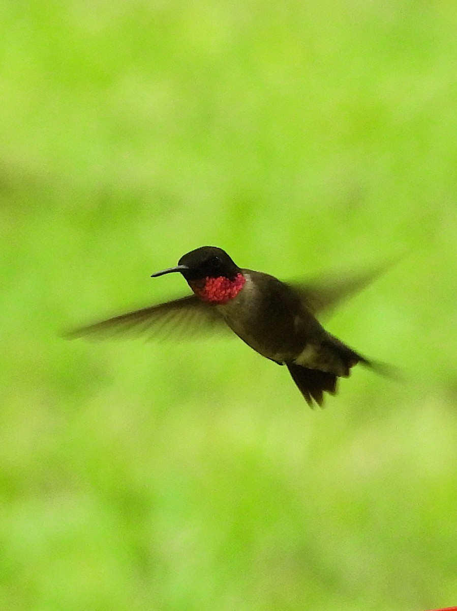 Ruby-throated x Black-chinned Hummingbird (hybrid) - ML638496884