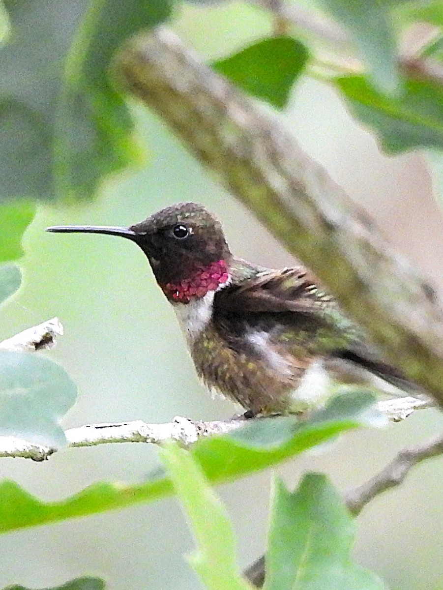 Ruby-throated x Black-chinned Hummingbird (hybrid) - ML638496885