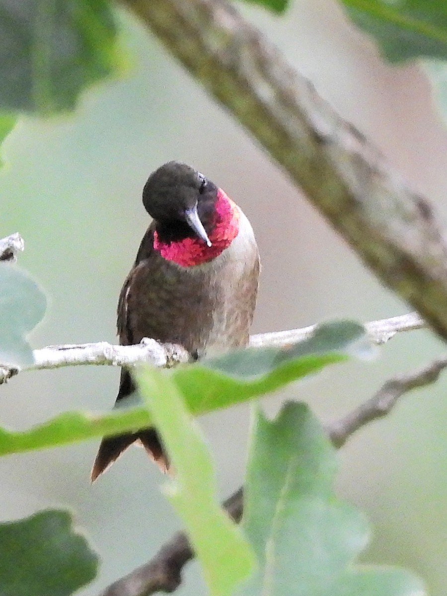 Ruby-throated x Black-chinned Hummingbird (hybrid) - ML638496886