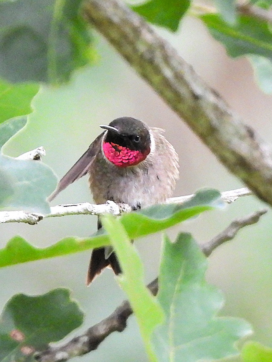 Ruby-throated x Black-chinned Hummingbird (hybrid) - ML638496887