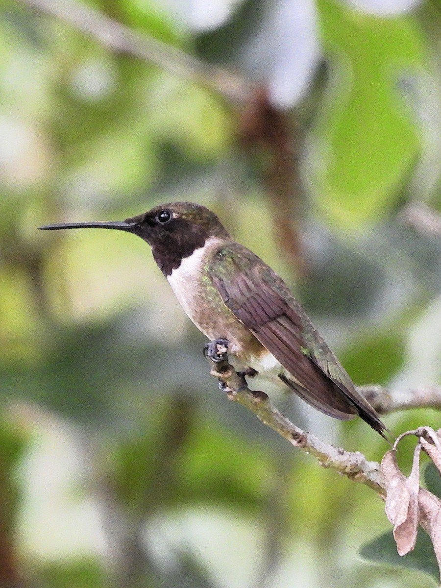 Ruby-throated x Black-chinned Hummingbird (hybrid) - ML638496888