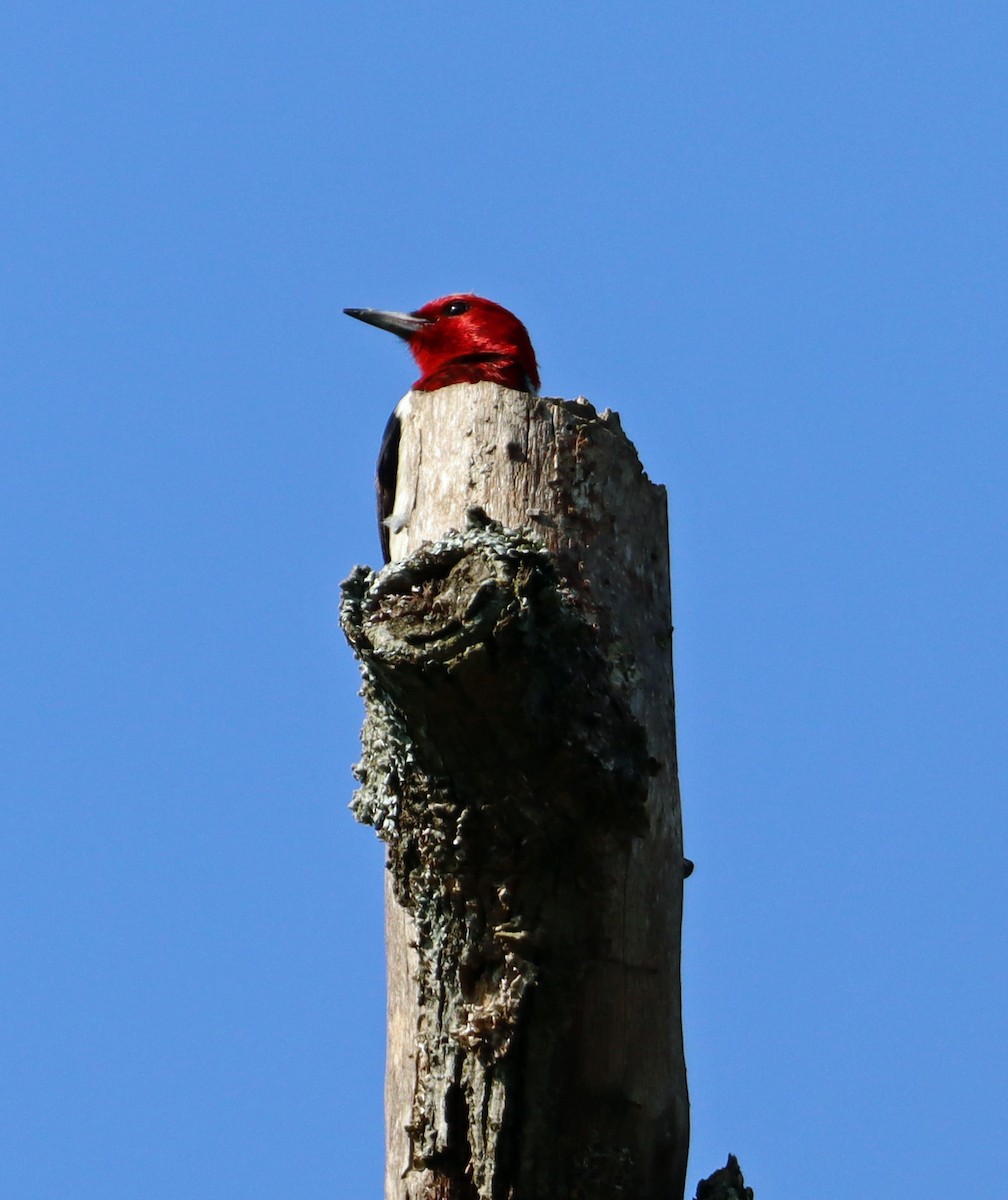 Red-headed Woodpecker - ML638496893