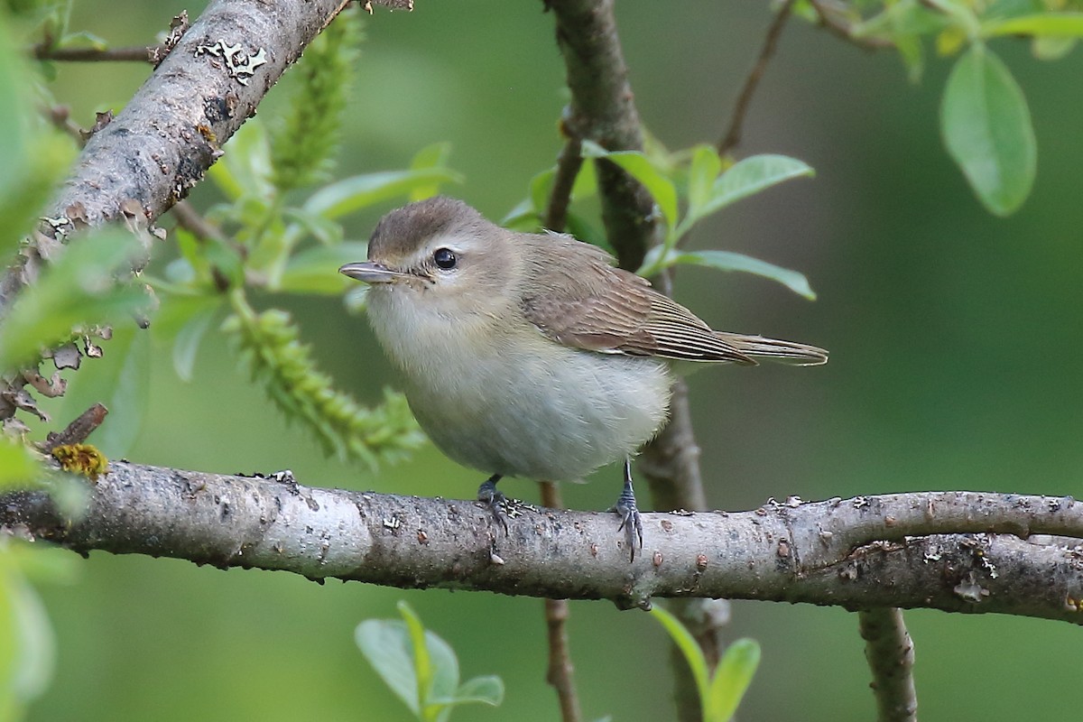 Warbling Vireo - ML638496903