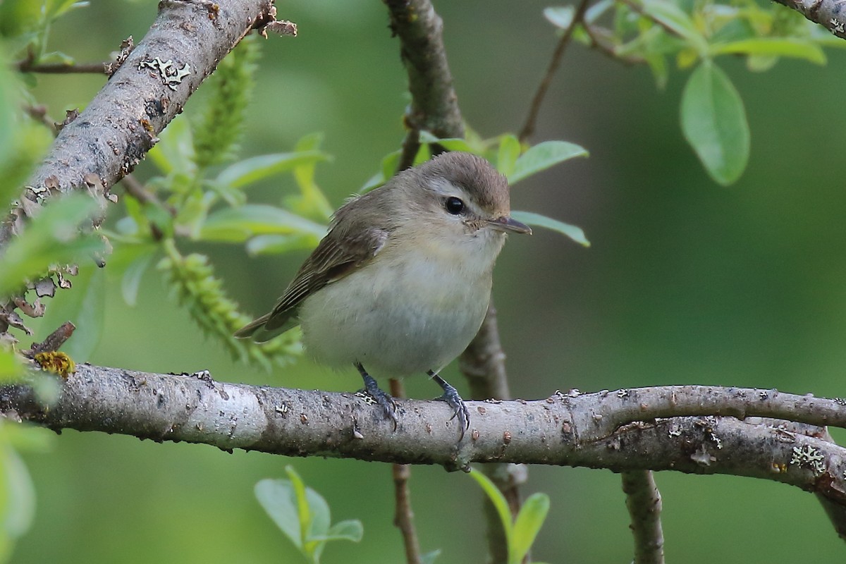 Warbling Vireo - ML638496904