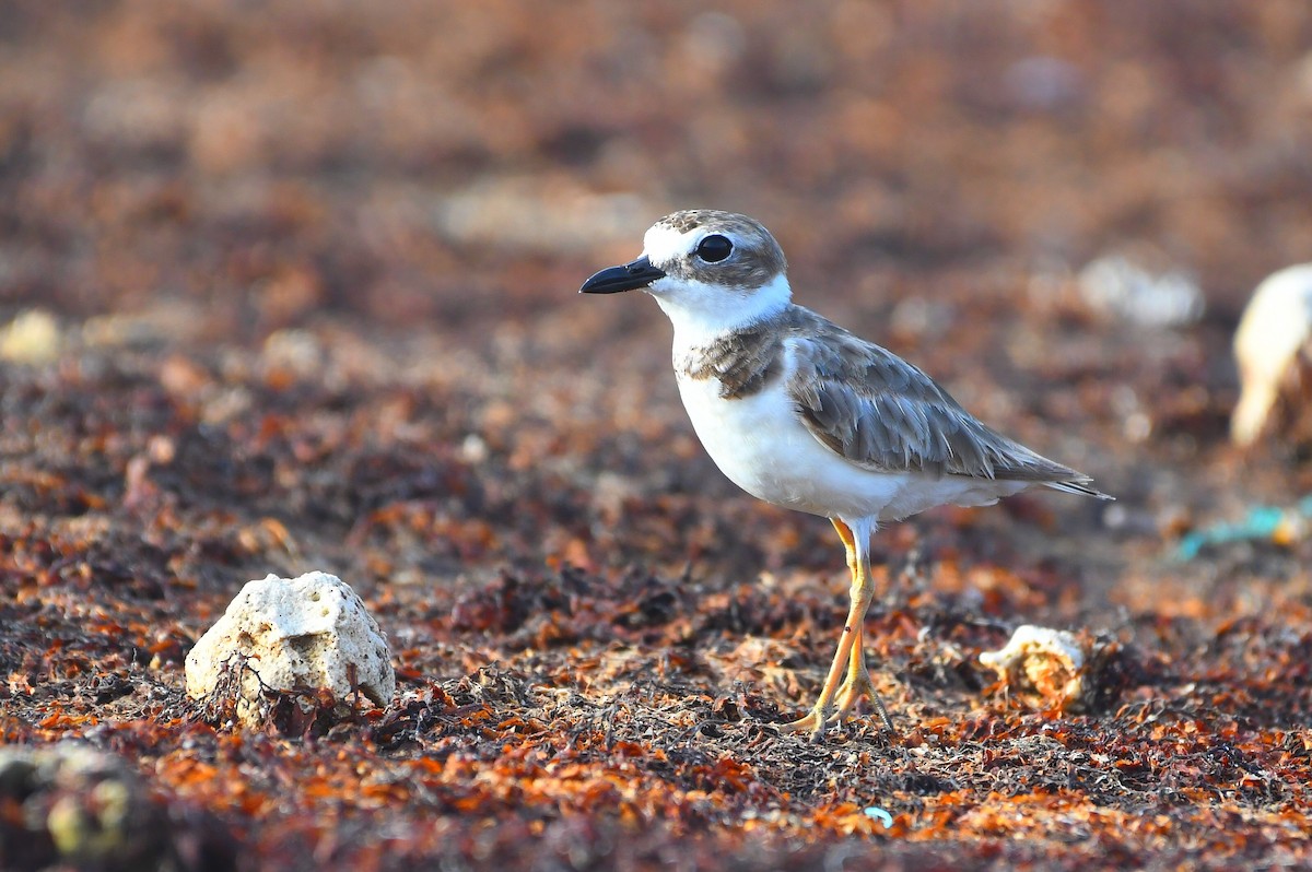 Wilson's Plover - ML638496948