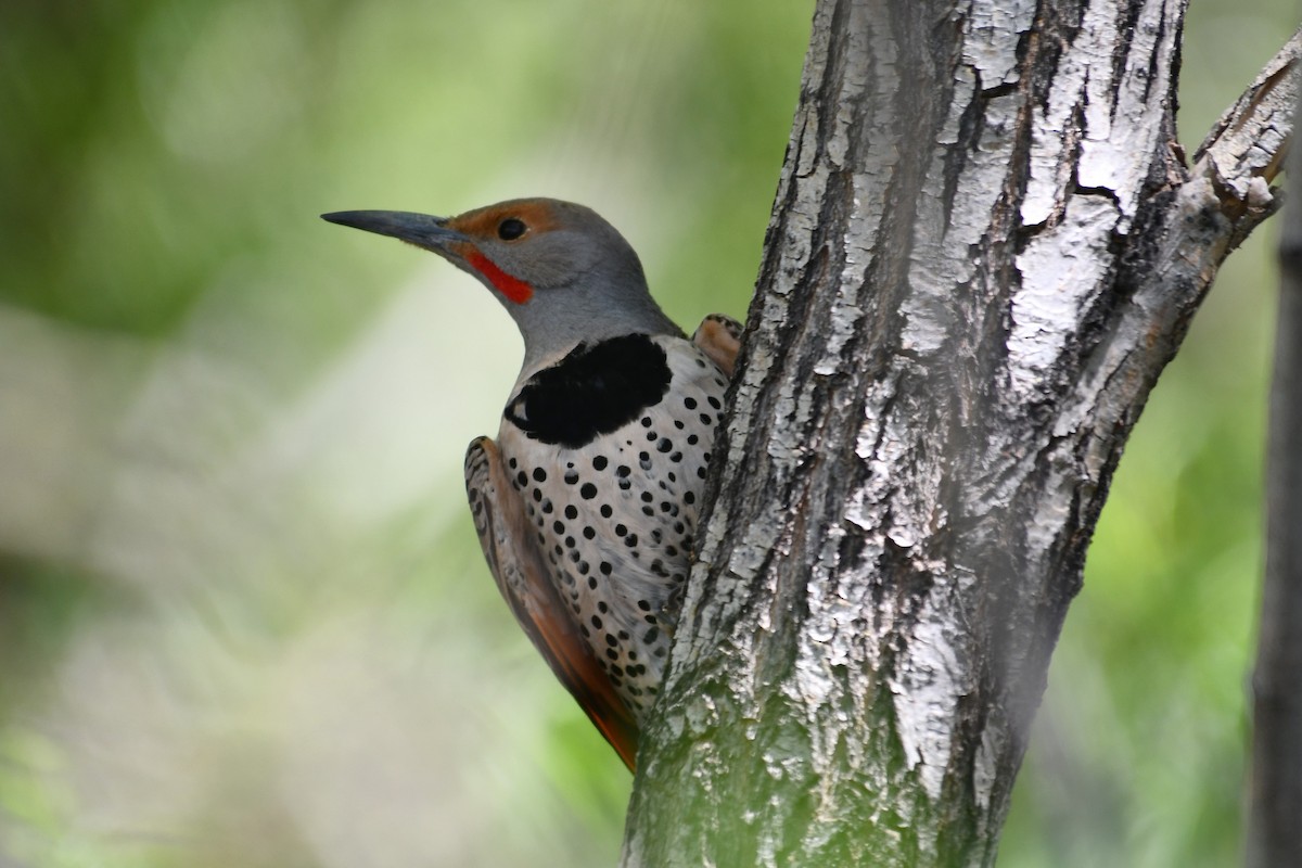 Northern Flicker - ML638496969