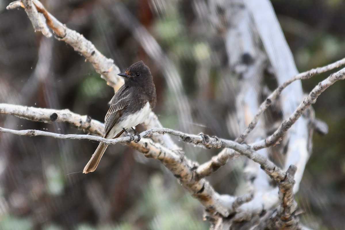 Black Phoebe - ML638496979