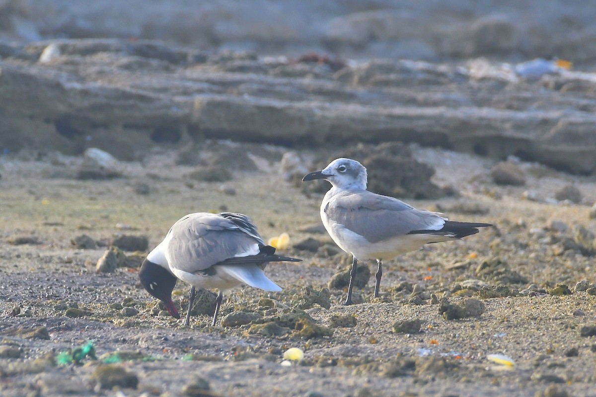 Laughing Gull - ML638496992