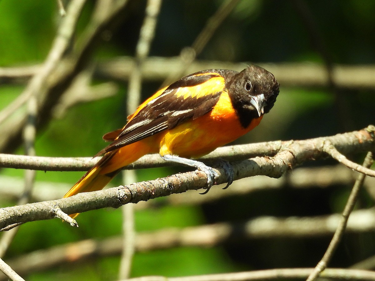 Baltimore Oriole - ML638497005