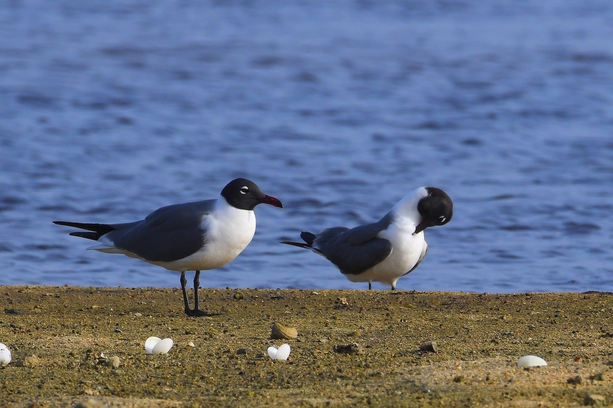Laughing Gull - ML638497006