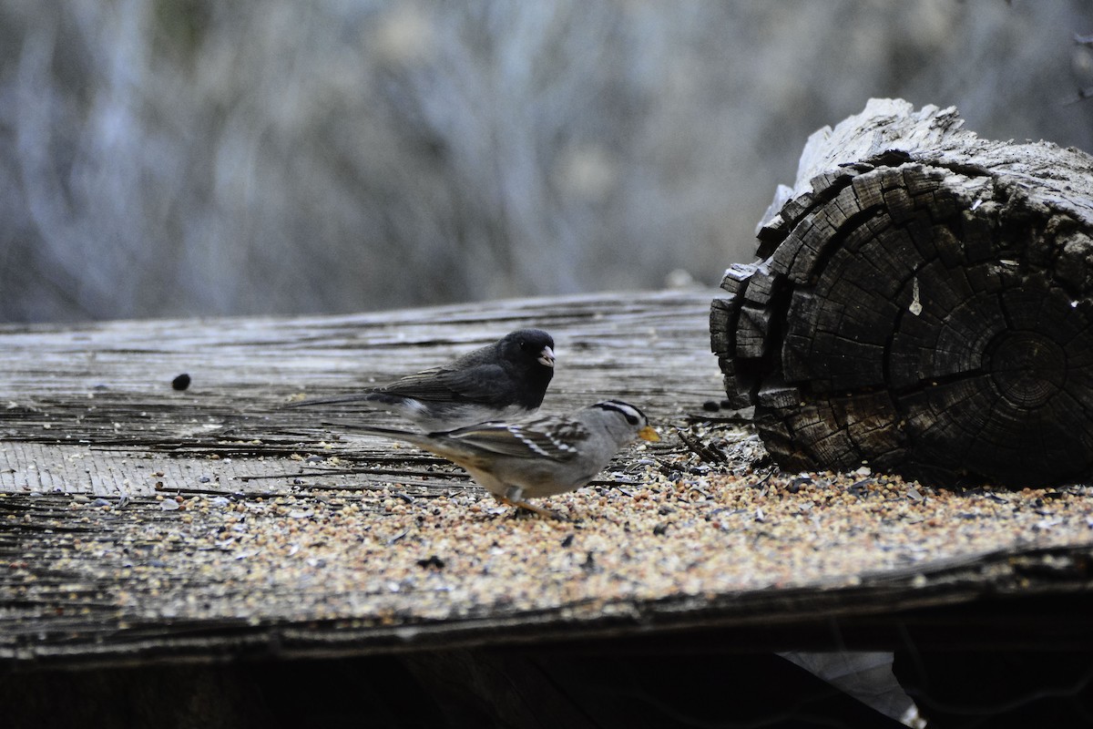 White-crowned Sparrow - ML638497016