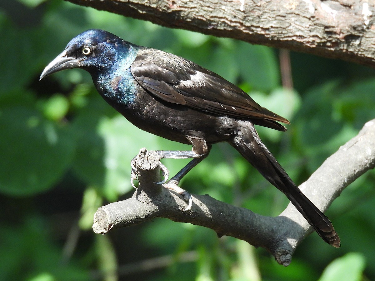 Common Grackle - ML638497040