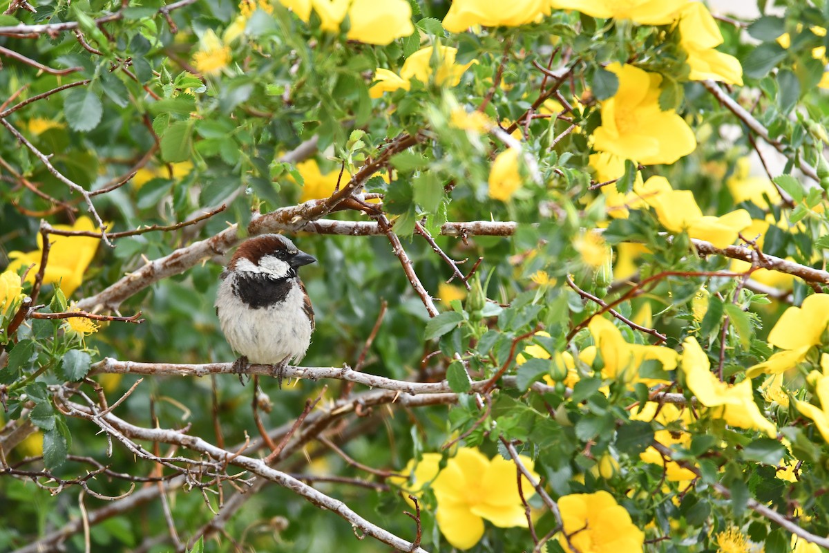House Sparrow - ML638497070