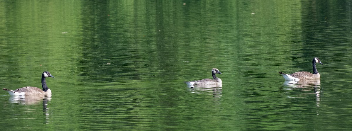 Canada Goose - ML638497073