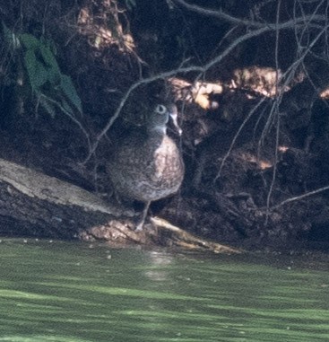 Wood Duck - ML638497086