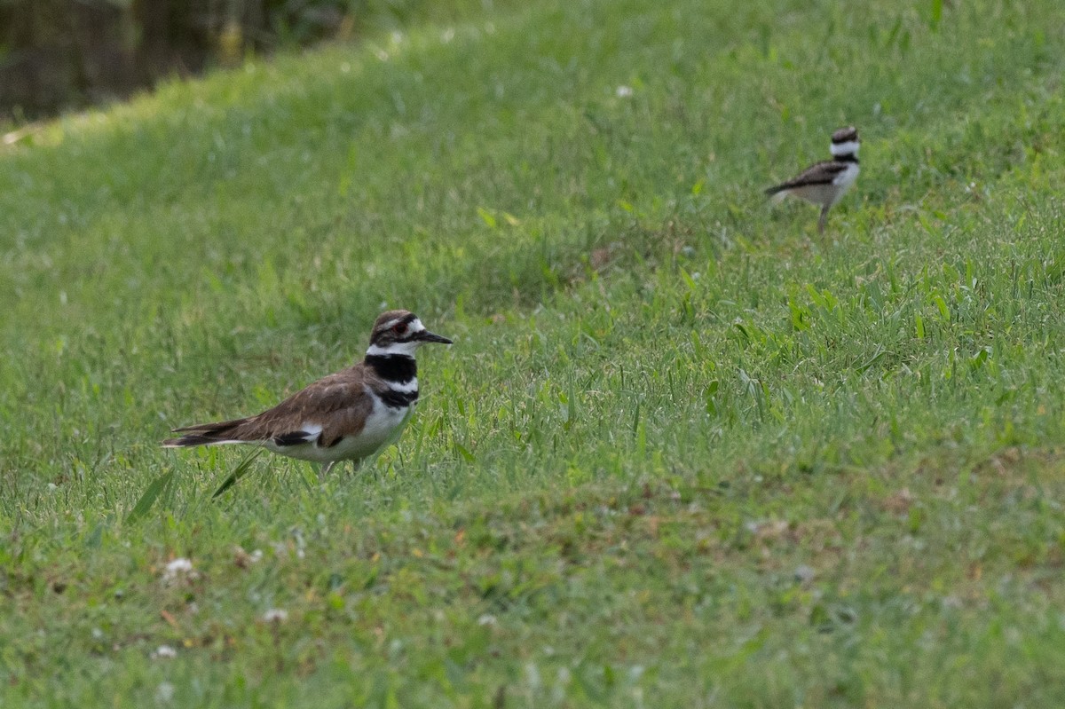 Killdeer - ML638497101