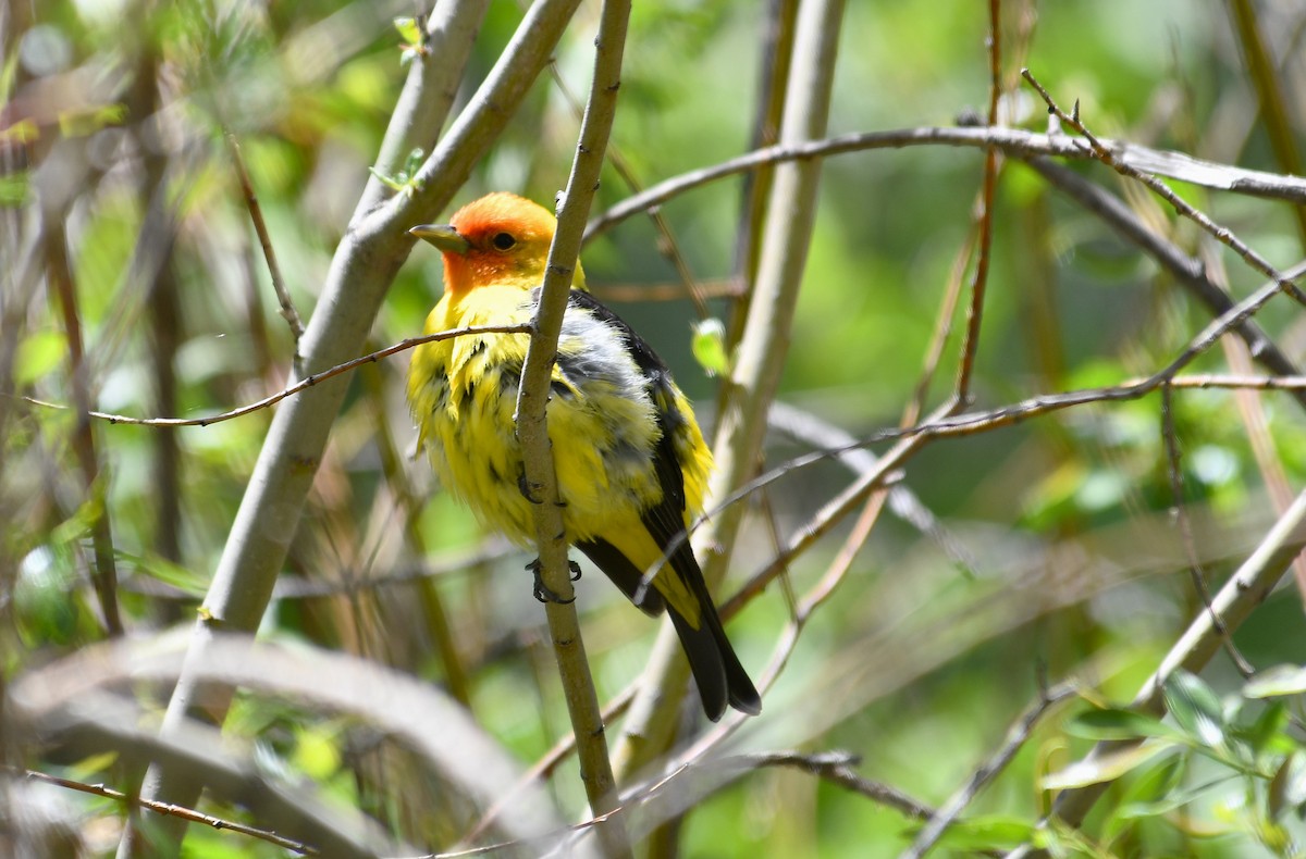 Western Tanager - ML638497105