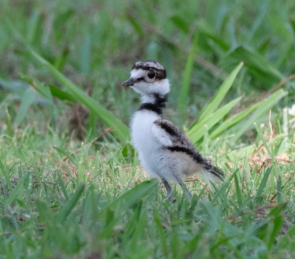 Killdeer - ML638497106