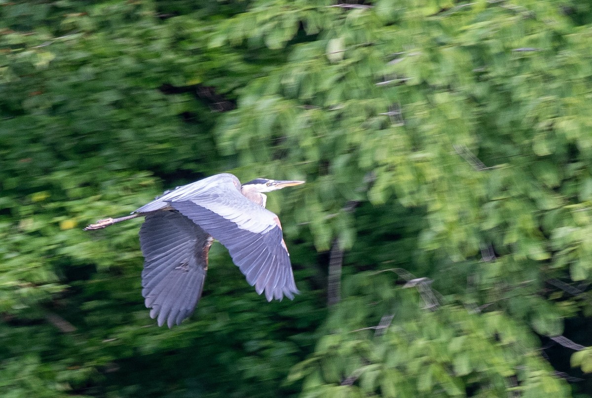 Great Blue Heron - ML638497120