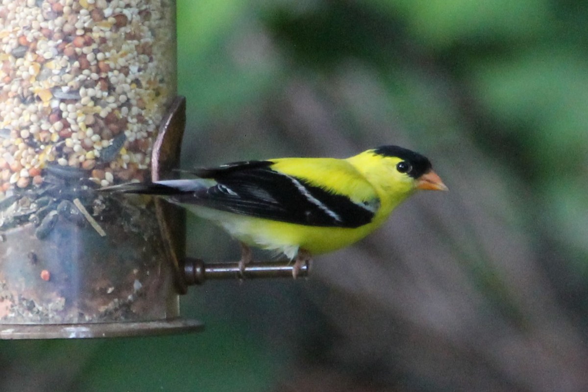 gulstillits - ML638497128
