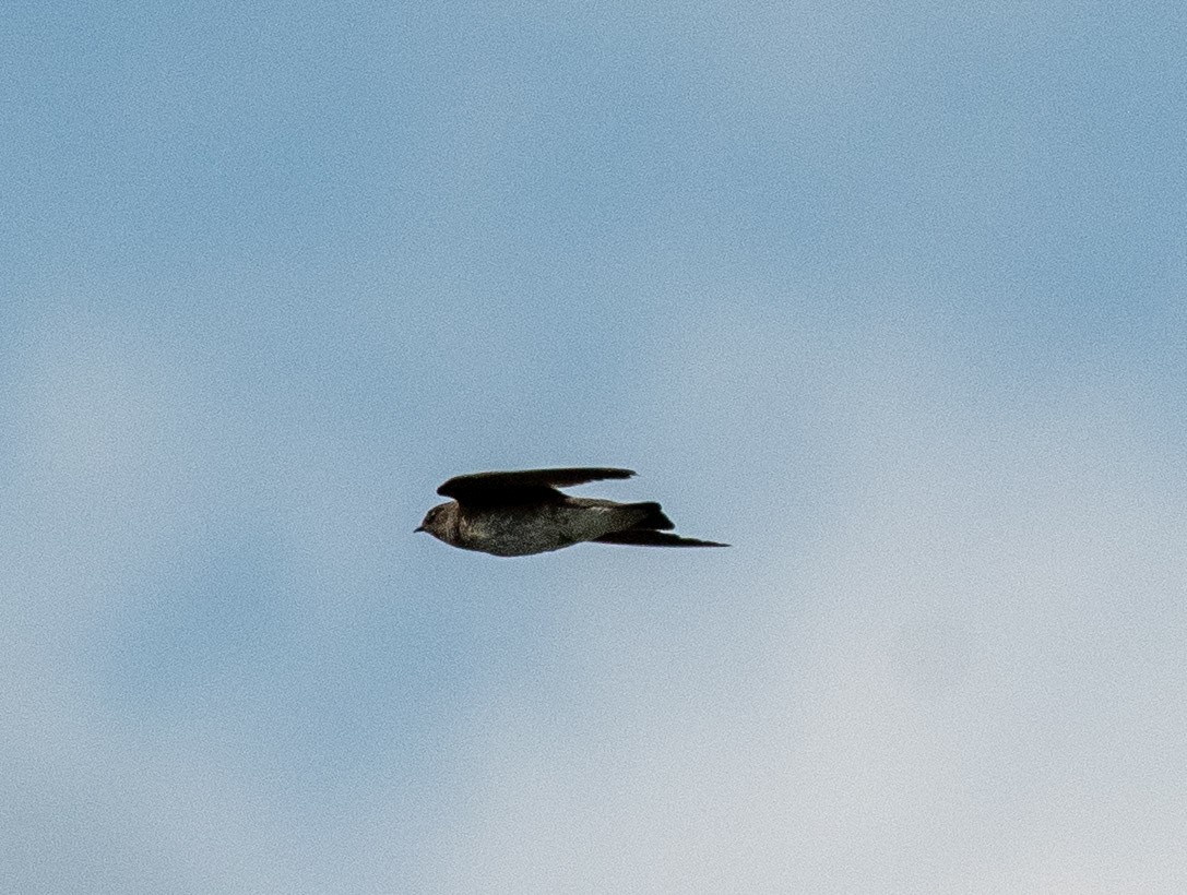 Northern Rough-winged Swallow - ML638497136