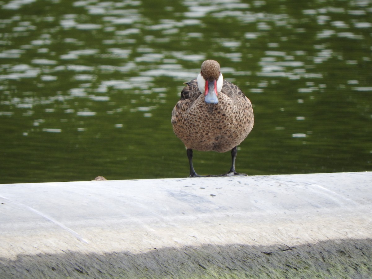 White-cheeked Pintail - ML638497141
