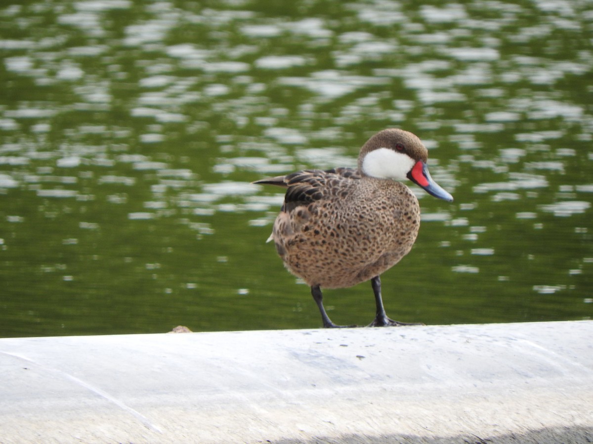 White-cheeked Pintail - ML638497142