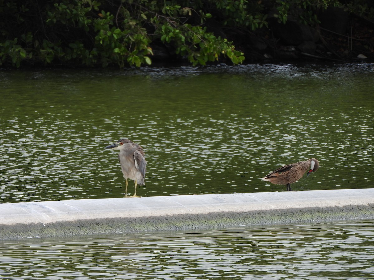 White-cheeked Pintail - ML638497143