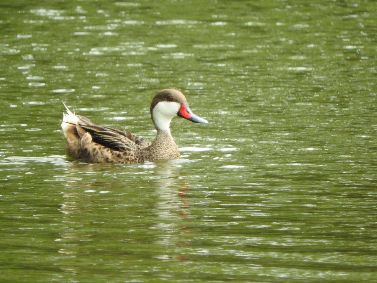 White-cheeked Pintail - ML638497144