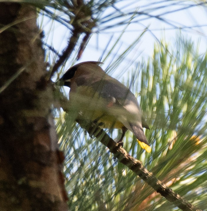 Cedar Waxwing - ML638497152