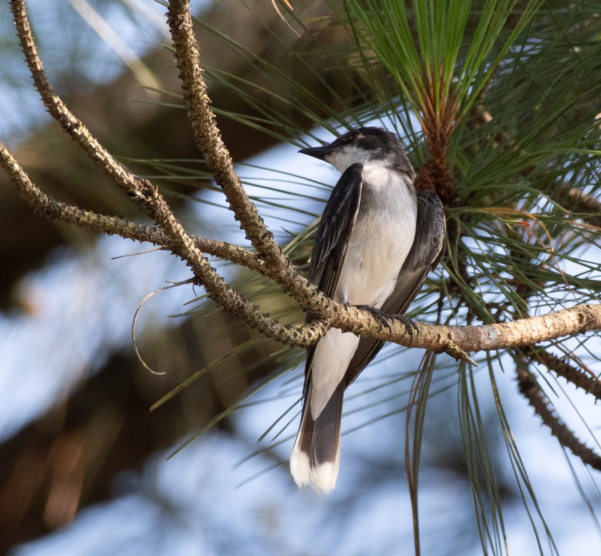 Eastern Kingbird - ML638497182