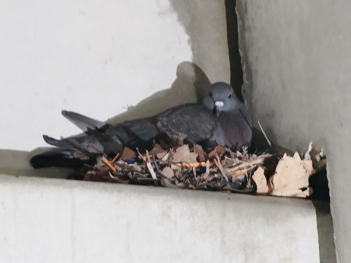 Rock Pigeon (Feral Pigeon) - ML638497189