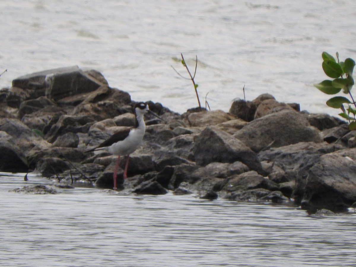 Black-necked Stilt - ML638497198