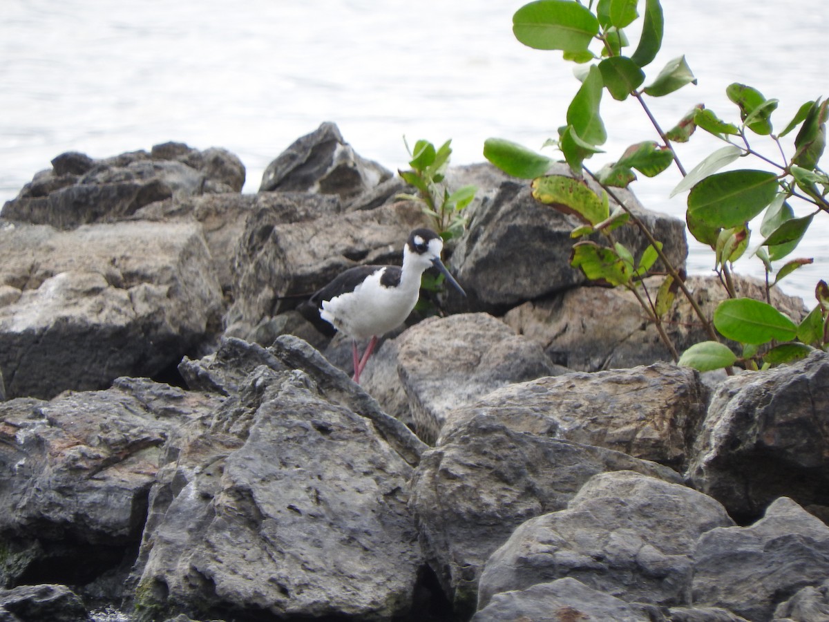 Black-necked Stilt - ML638497199