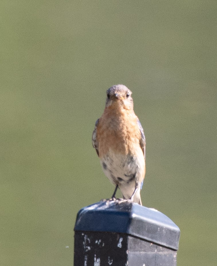Eastern Bluebird - ML638497203