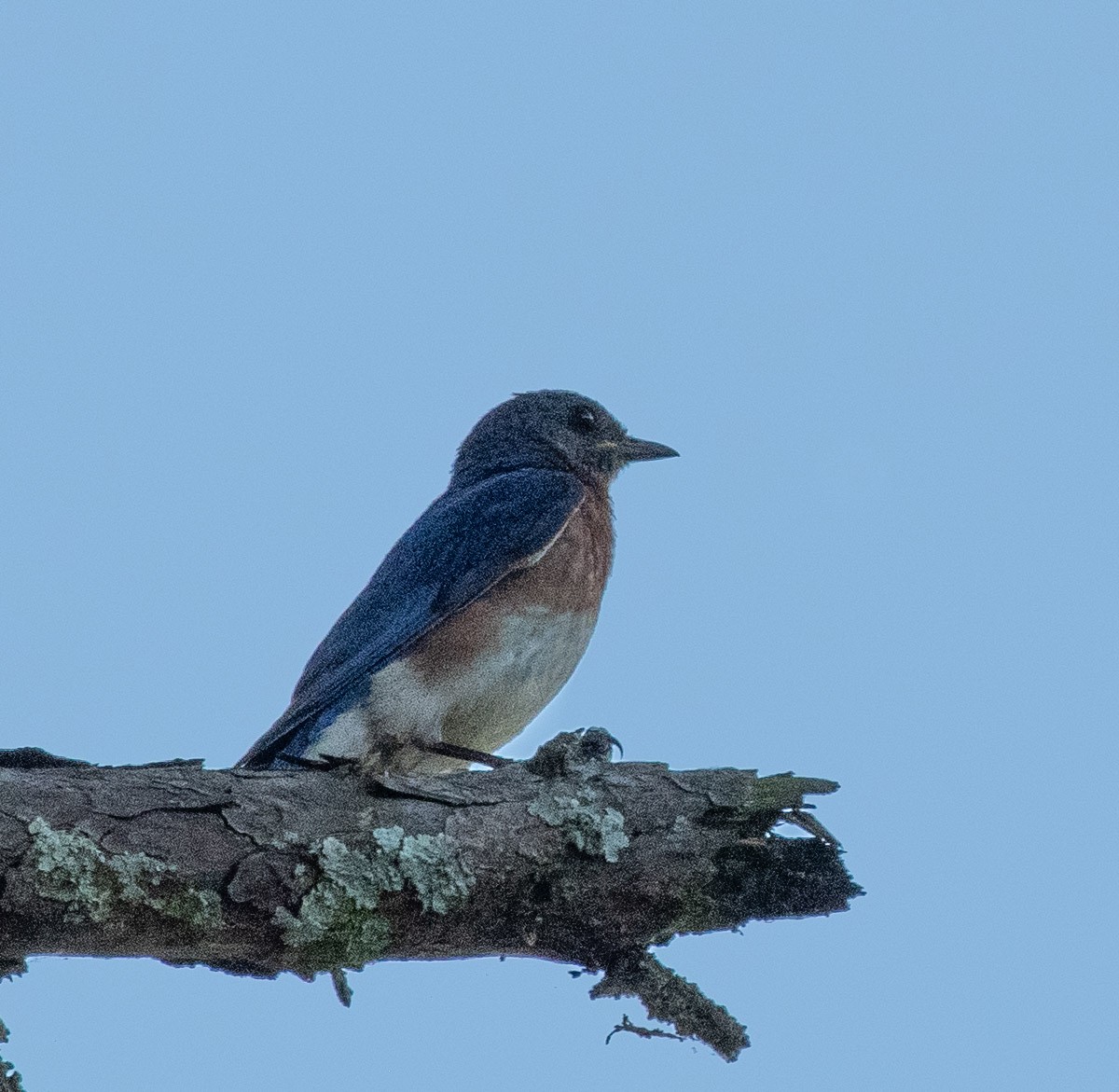 Eastern Bluebird - ML638497206
