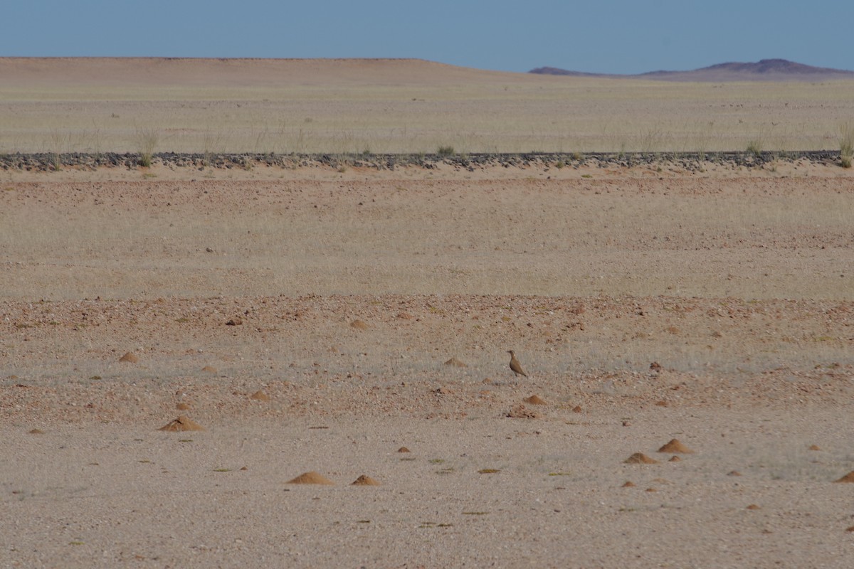 Burchell's Courser - ML638497222