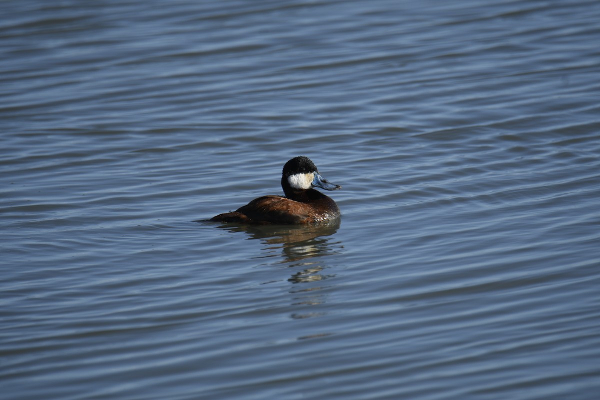 Ruddy Duck - ML638497227